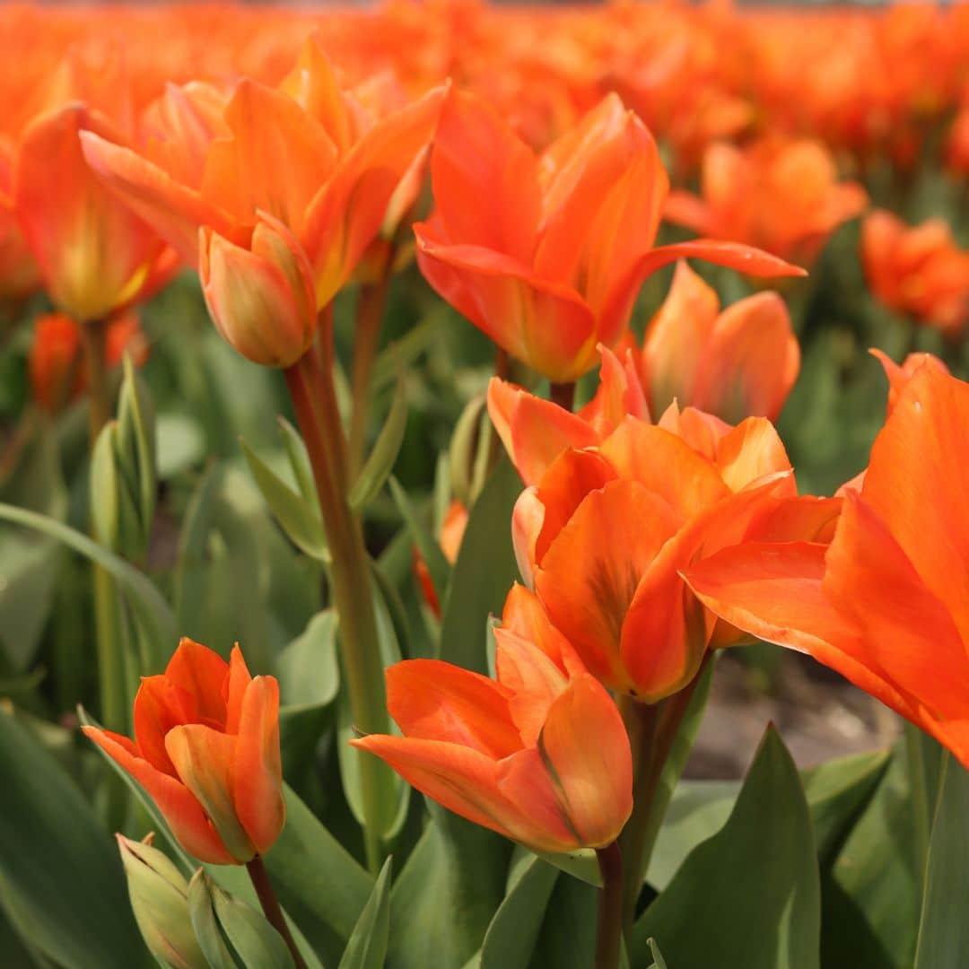 Vibrant orange Dutch tulips in bloom, part of the Everspring luxury bulb mix, ideal for gardens.