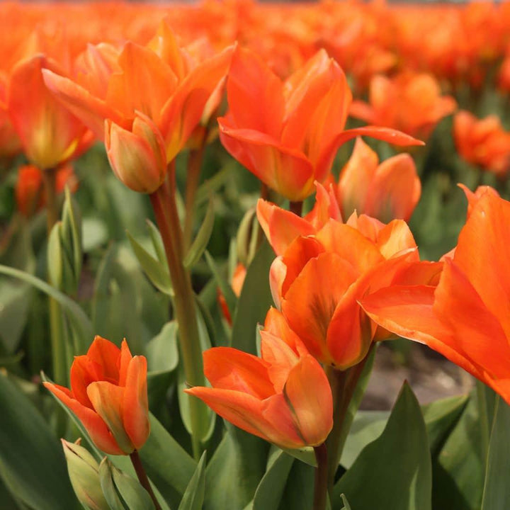 Vibrant orange Dutch tulips in bloom, part of the Everspring luxury bulb mix, ideal for gardens.