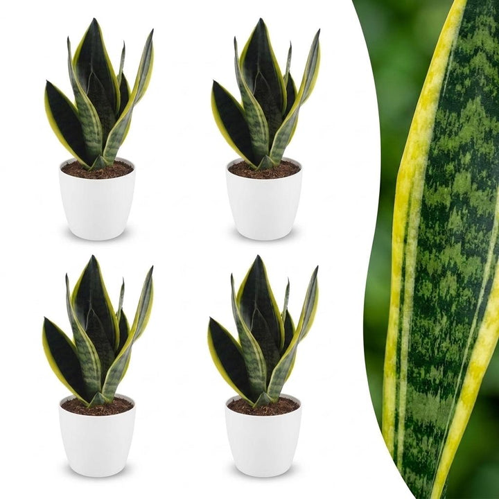 Sansevieria Future Superb - Snake Plant - 4 Plants - with White Potter - Pot 12cm - Height - 35cm
