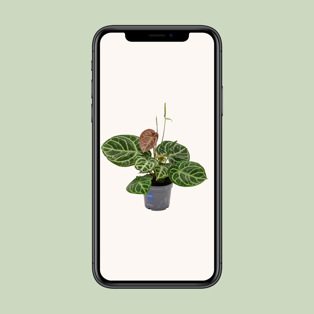 Anthurium Plant 40cm - 17cm Pot Indoor Houseplant Heart Leaves
