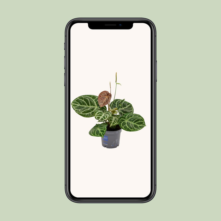 Anthurium Plant 40cm - 17cm Pot Indoor Houseplant Heart Leaves