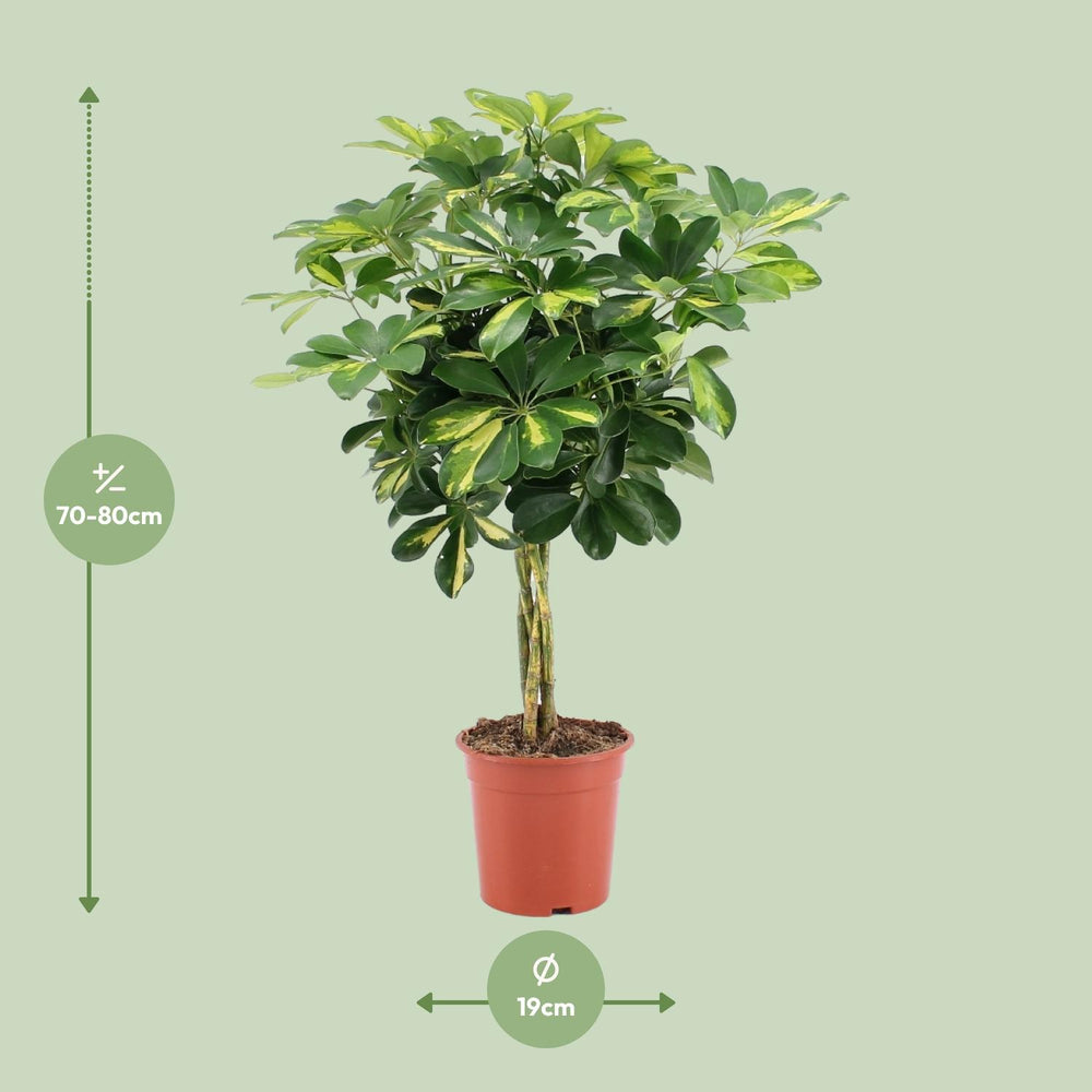 Green umbrella tree with glossy leaves in a modern pot by Everspring, ideal air-purifying houseplant