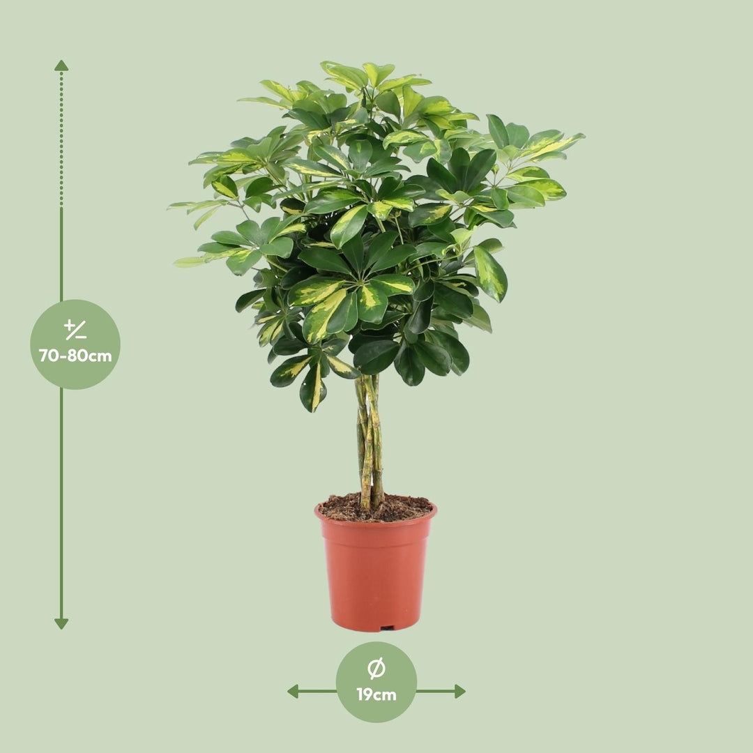 Green umbrella tree with glossy leaves in a modern pot by Everspring, ideal air-purifying houseplant