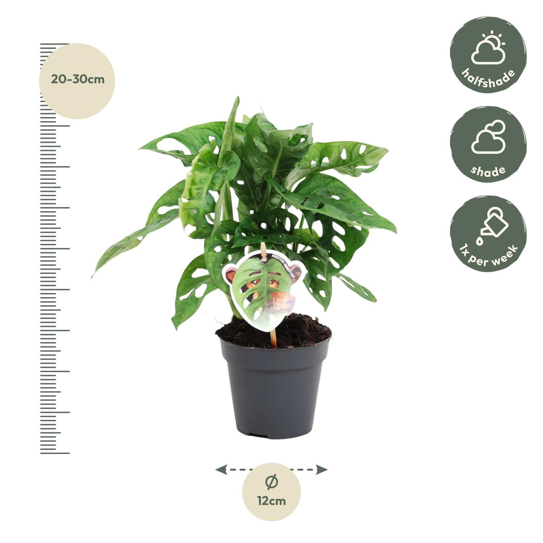 Monstera Obliqua Monkey Leaf Plant - 25cm Indoor Houseplant