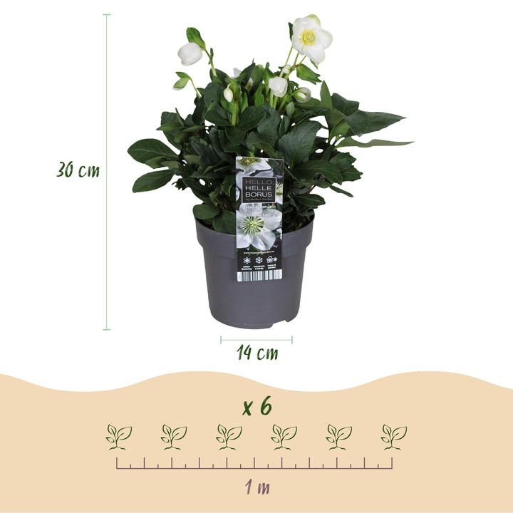 2x Helleborus niger 'Christmas Carol' Christmas Rose in 14cm pots - view 3