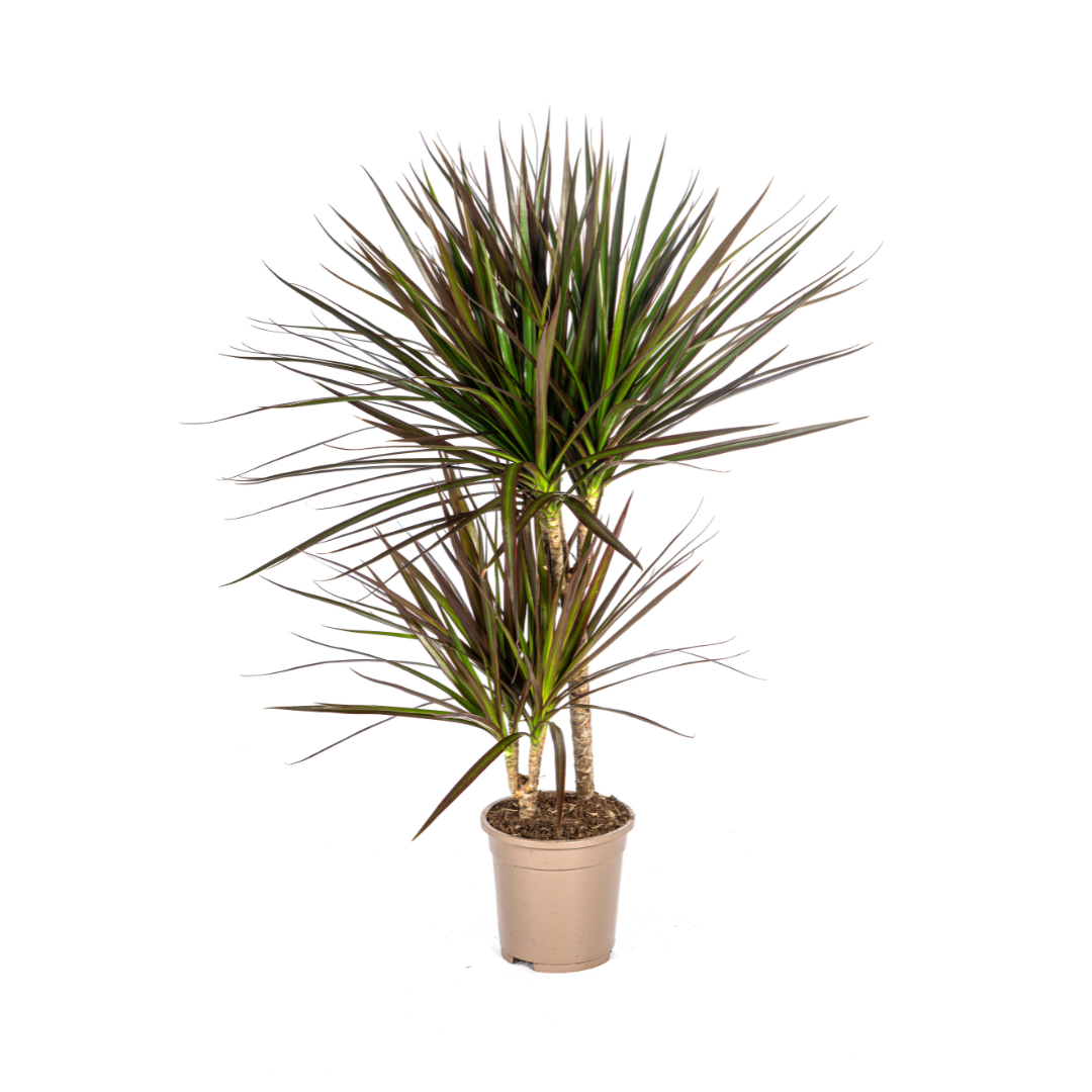 Dracaena Marginata Magenta 50-70cm — Madagascar Dragon Tree in 17cm pot