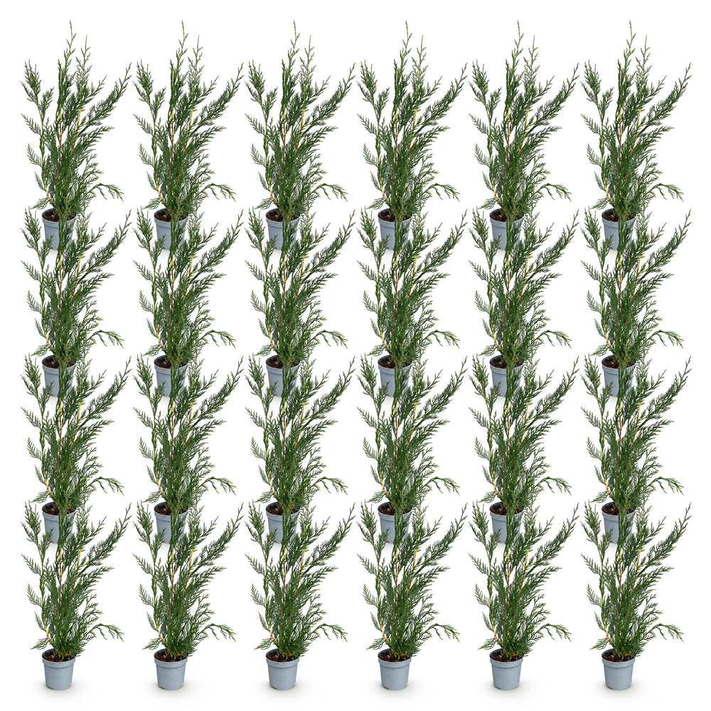 Cupressocyparis leylandii 2011 hedge plants, pack of 24, image 2