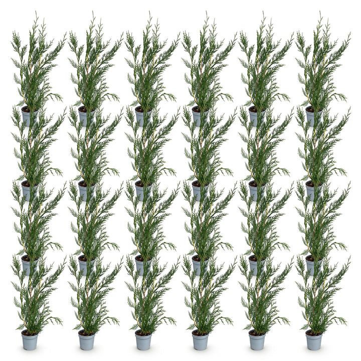 Cupressocyparis leylandii 2011 hedge plants, pack of 24, image 2