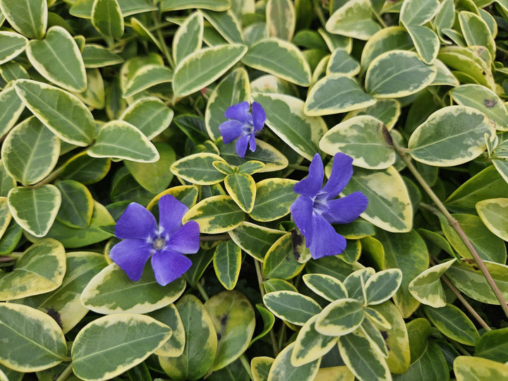 6x Vinca minor 'Blue and Gold' - ↕10-25cm - Ø9cm