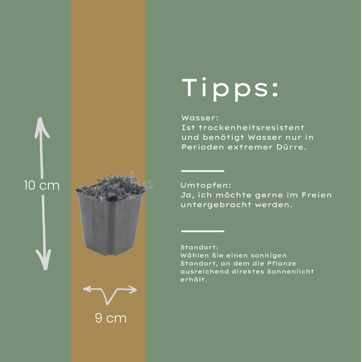 6x Thymus praecox 'Coccineus' - ↕10-25cm - Ø9cm