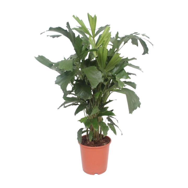 Caryota Mitis Fishtail Palm 110cm - Air Purifying Indoor Plant