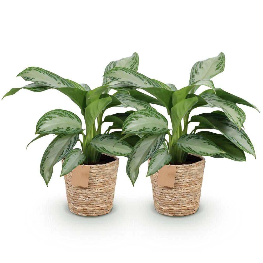 Aglaonema 'Silver Bay' (Aglaonema 'Silver Bay'), detail view 1