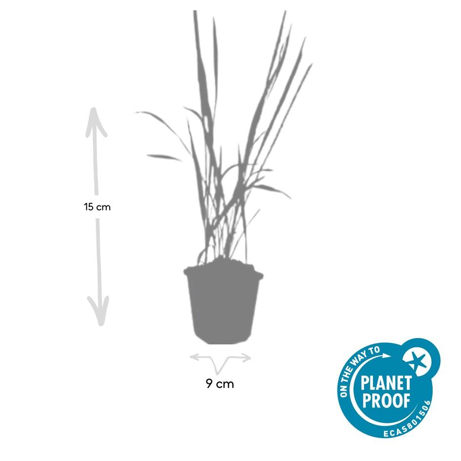 Imperata Cylindrica Red Baron - Japanese Blood Grass Plants