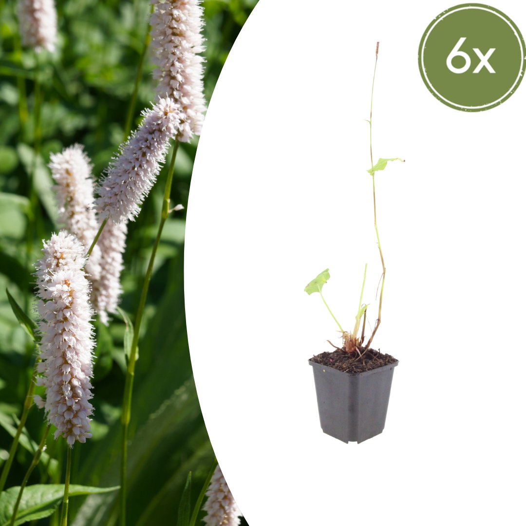 6x Persicaria bistorta 'Superba' - ↕10-25cm - Ø9cm