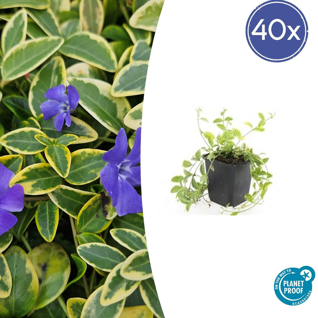 40x Vinca minor 'Aureovariegata' Variegated Periwinkle - 9cm Pots