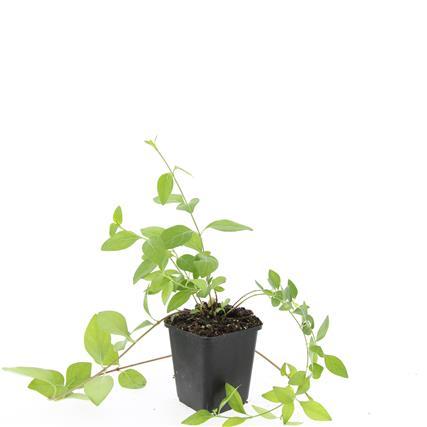 48x Vinca major 'Alba' White Periwinkle - Evergreen Ground Cover