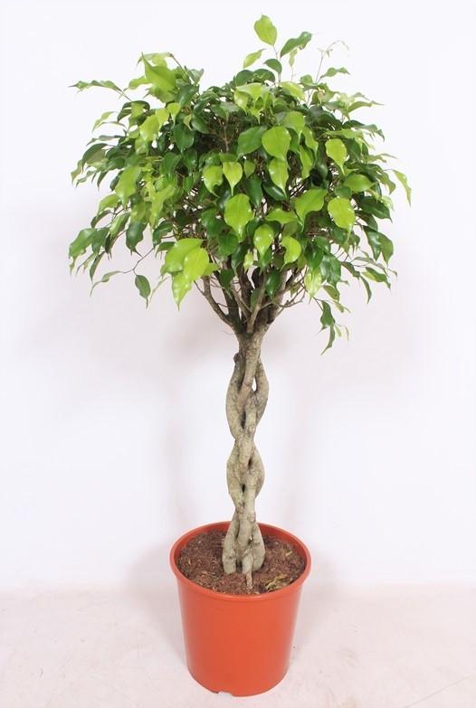 Variegated Ficus Exotica indoor plant in a 30cm pot, 120cm tall, featuring lush green and cream leaves.