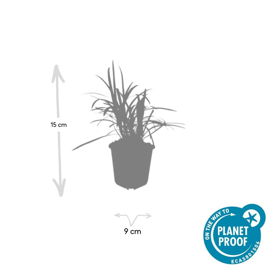 Liriope Muscari Monroe White - Evergreen Groundcover Plants