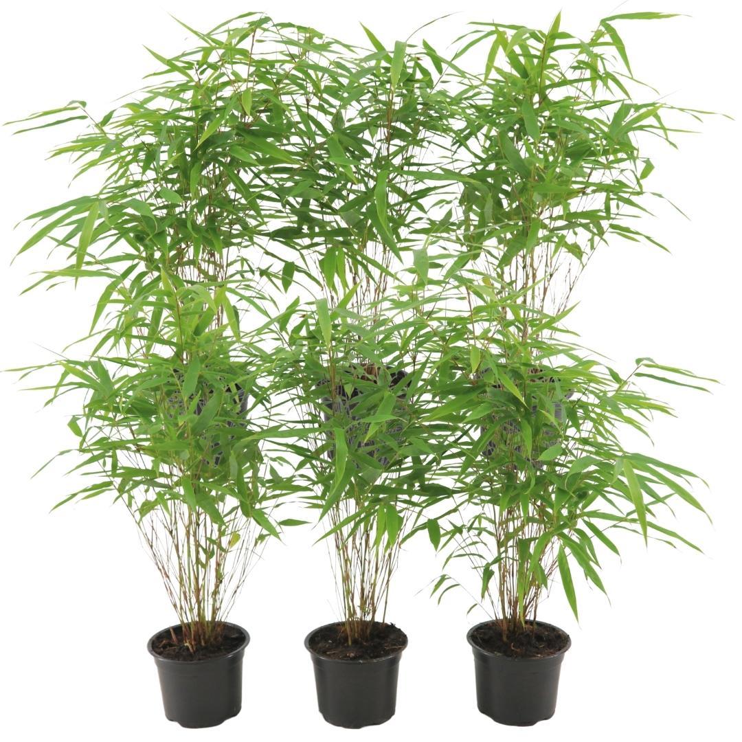 Fargesia Rufa Non-Invasive Clumping Bamboo Plants - 6 Pack