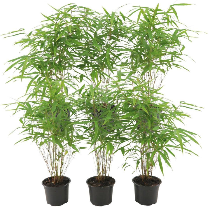 Fargesia Rufa Non-Invasive Clumping Bamboo Plants - 6 Pack