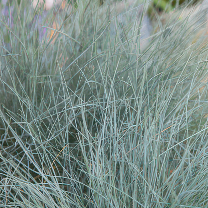 24x Festuca glauca 'Elijah Bleu' - ↕10-25cm - Ø9cm