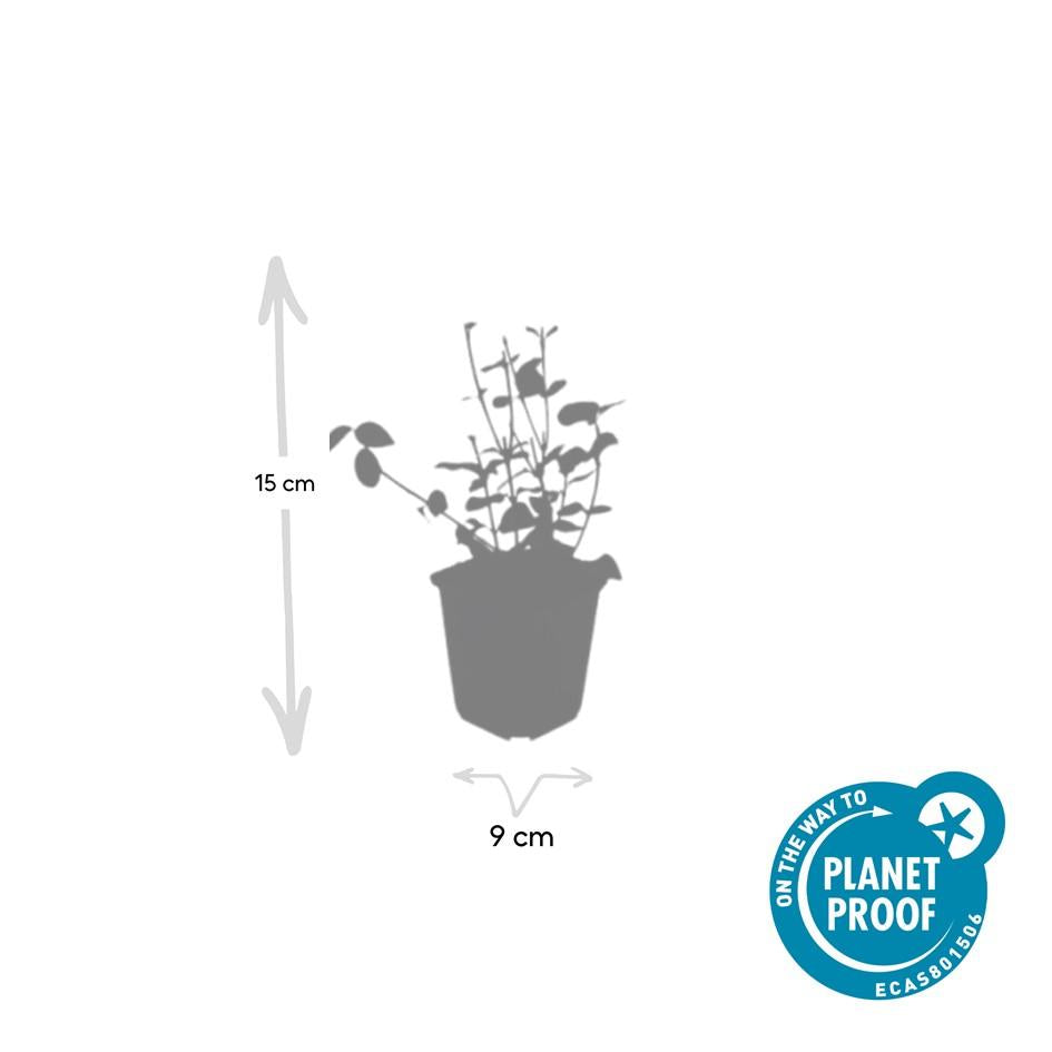 48x Purple Wintercreeper Euonymus - Evergreen Ground Cover - 9cm Pots