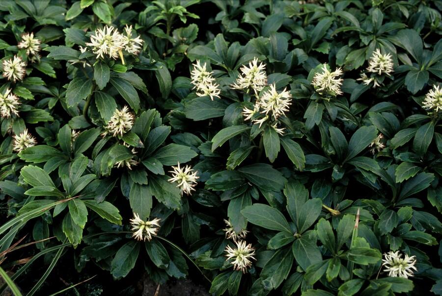 40x Pachysandra Green Sheen - Glossy Evergreen Ground Cover 10-25cm