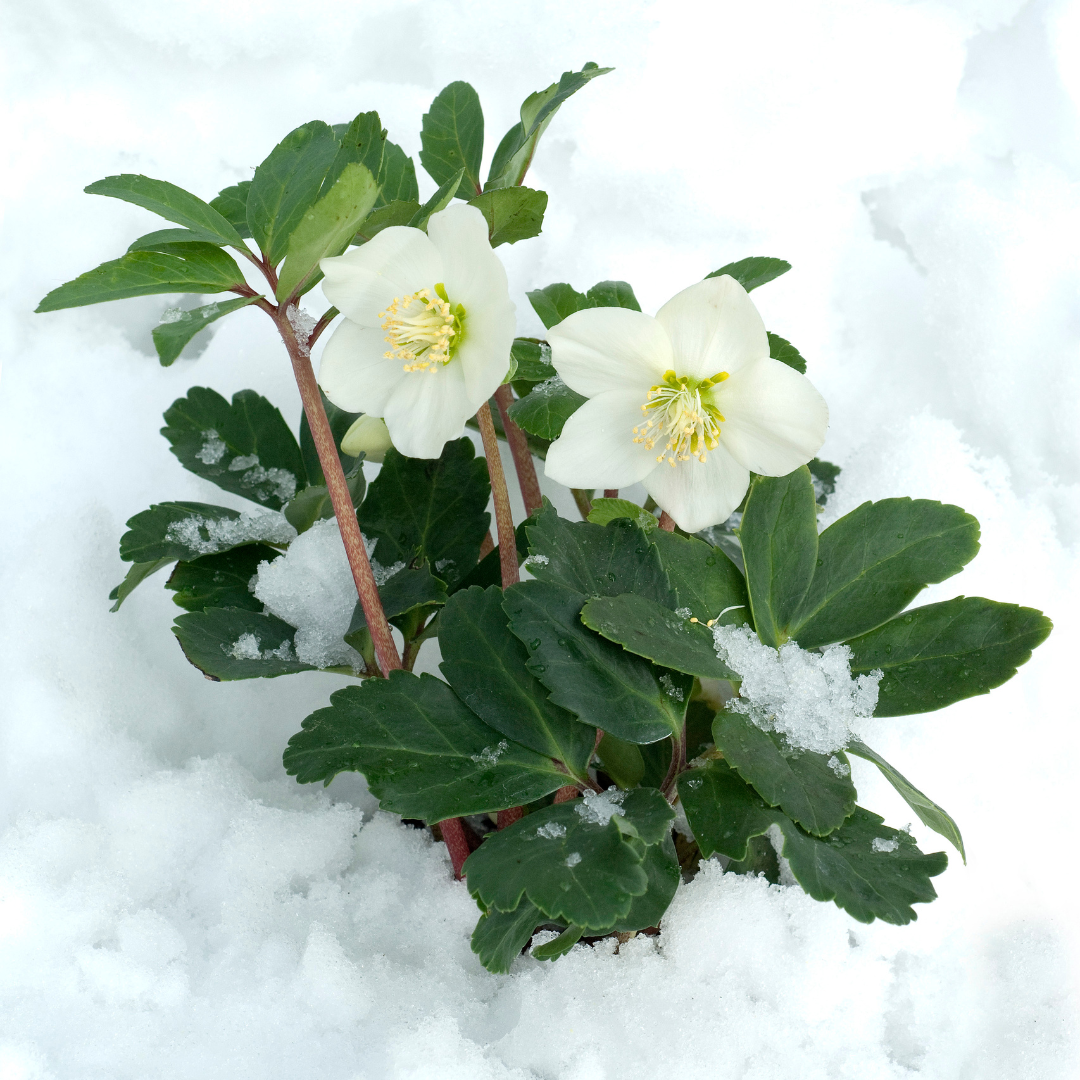 White Helleborus niger ‘Christmas Carol’ flowers with dark green leaves in snow, set of 12 from Everspring.