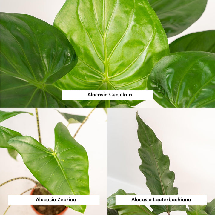 Alocasia Zebrina Plant - Zebra Striped Stems Indoor Houseplant 75cm