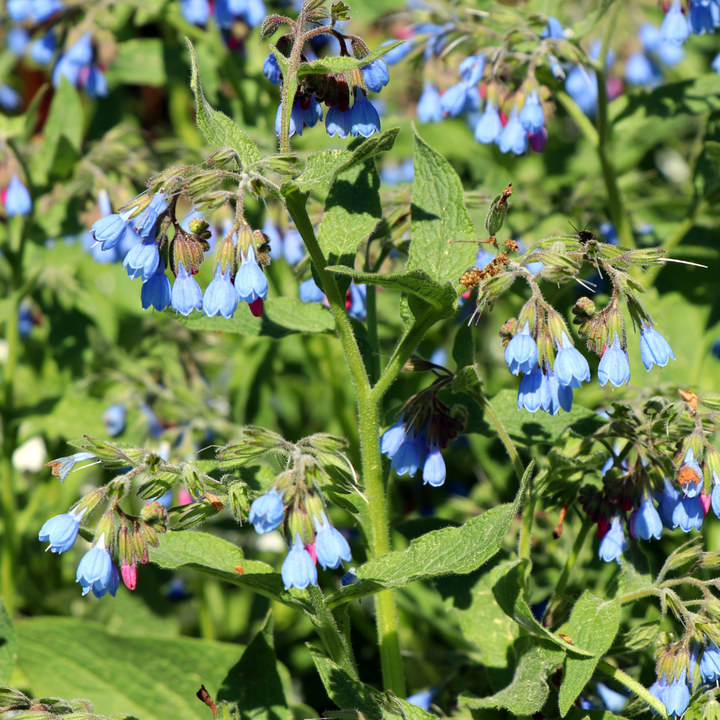 6x Symphytum grand. 'Wisley Blue' - ↕10-25cm - Ø9cm