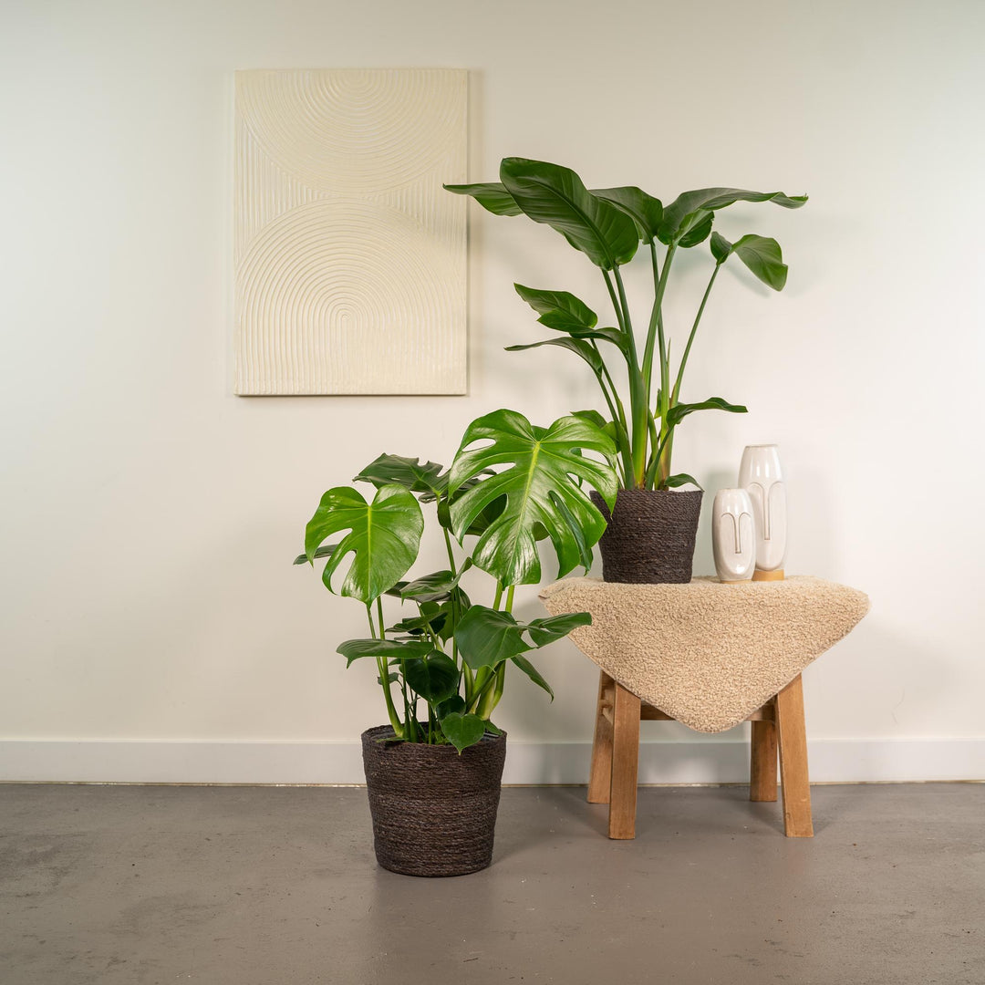 Monstera Deliciosa & Bird of Paradise Plant Bundle - Air Purifying