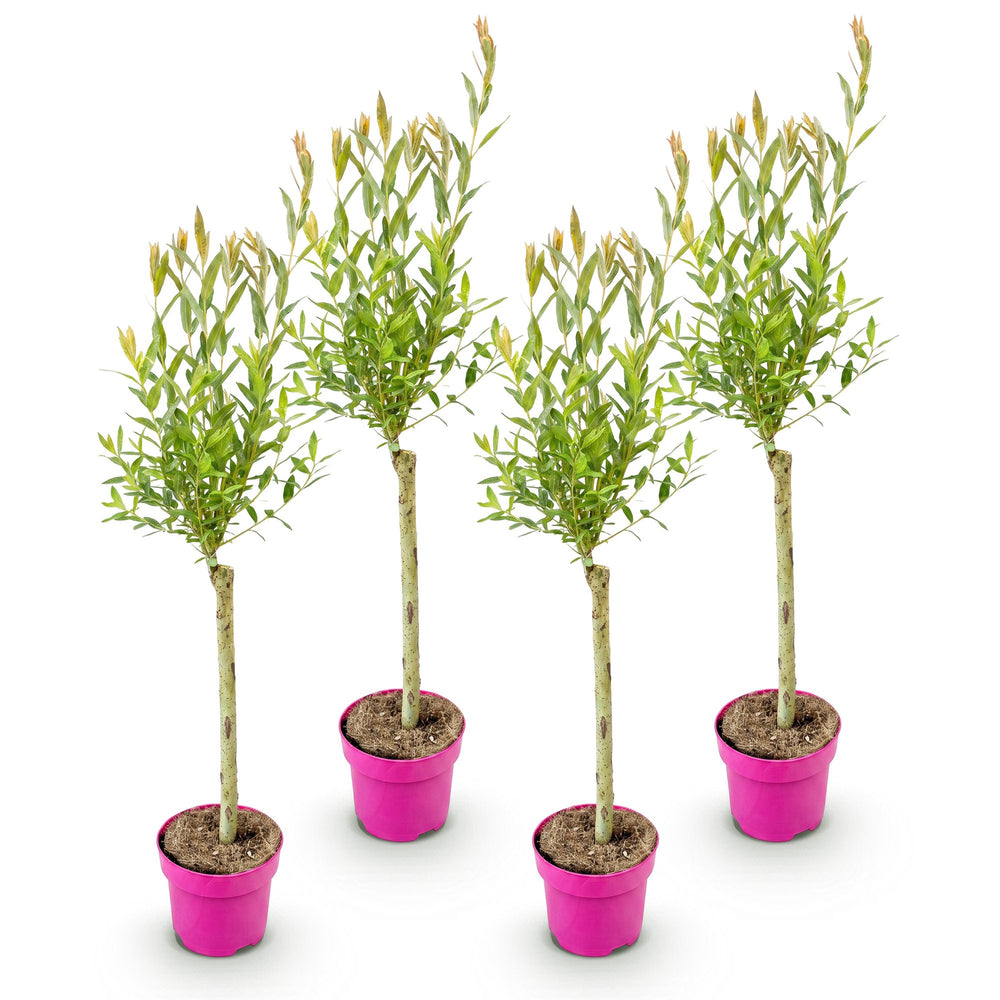 4x Salix integra 'Flamingo' Flamingo Willow in 17cm pots, 70-80cm - view 2