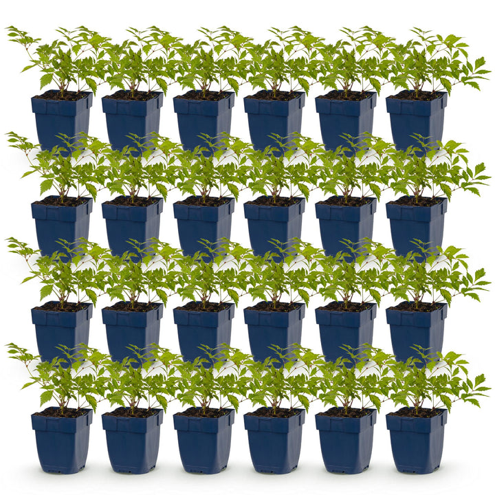 24 Astilbe japonica 'Deutschland' plants in 11cm pots, 15-25cm tall