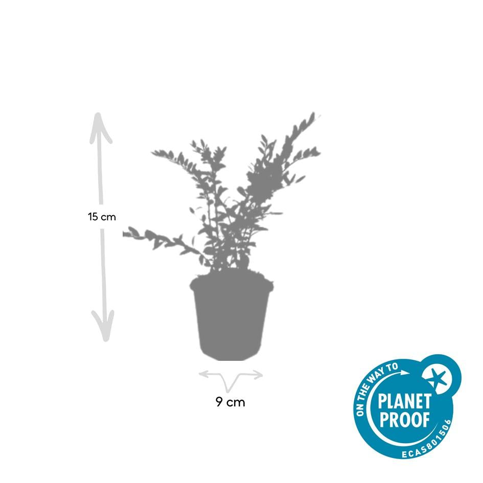 60x Lonicera Pileata Evergreen Ground Cover - 10-25cm - Ø9cm