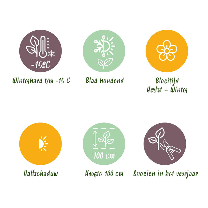 Pack of 3 Skimmia japonica 'Finchy' plants in 10.5cm pots, 25cm tall - view 8