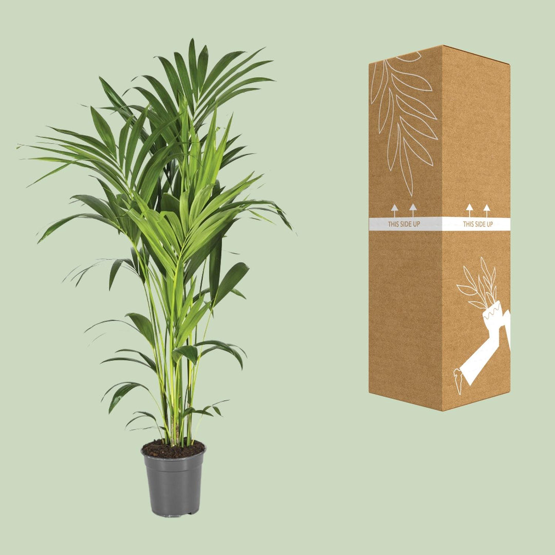 Kentia Palm Howea Forsteriana 130cm - Large Indoor Plant Air Purifier