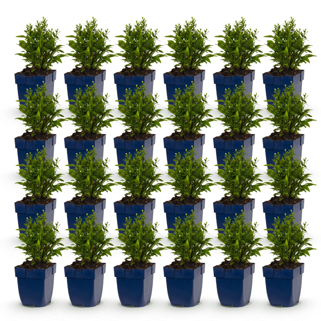 Plante vivace - Aster (D) Schneekissen - Aster maritime - Attire les abeilles et les papillons - Blanc - 24 Plantes - Pot 11cm - Hauteur 15-25cm