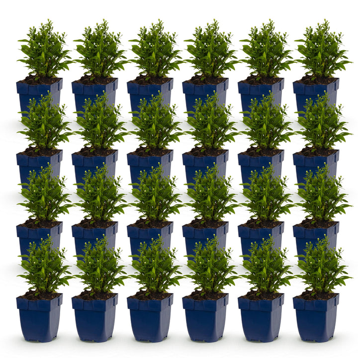 Plante vivace - Aster (D) Schneekissen - Aster maritime - Attire les abeilles et les papillons - Blanc - 24 Plantes - Pot 11cm - Hauteur 15-25cm