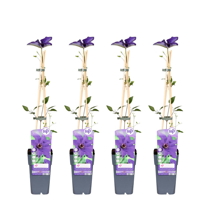 Set of 4 purple Clematis The President climbing plants in 65cm pots by Everspring