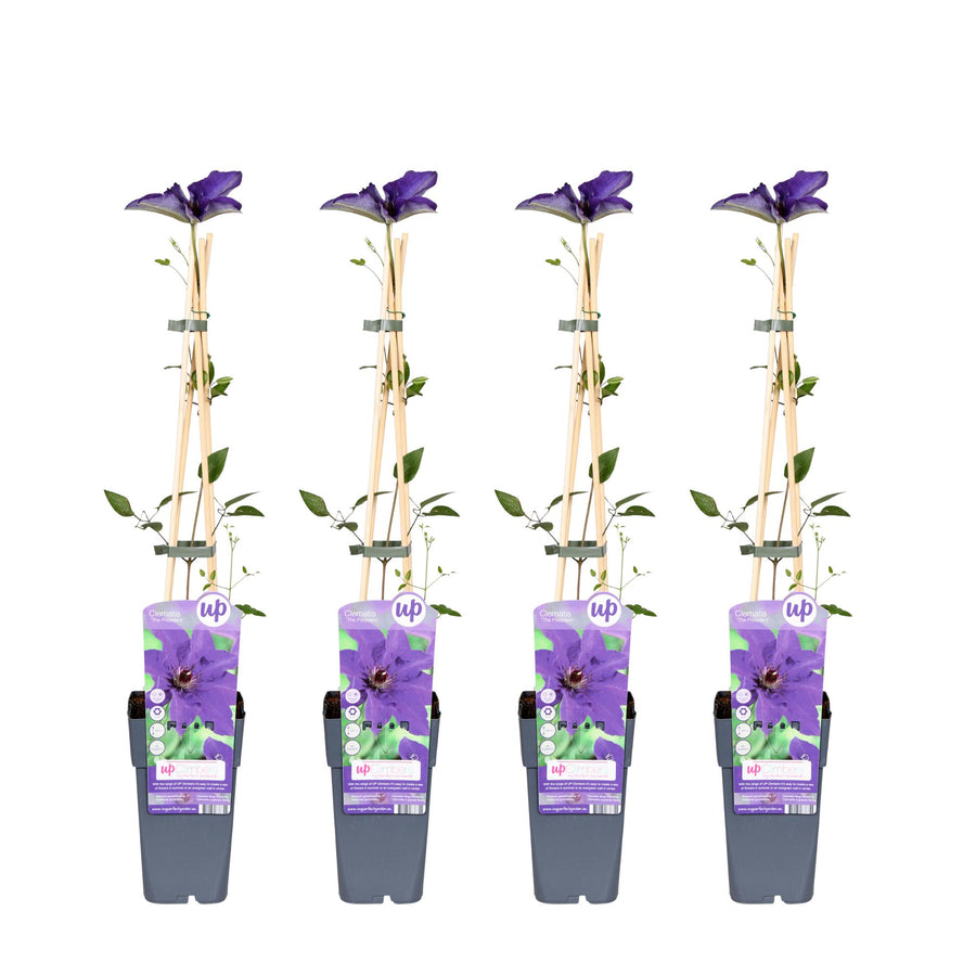Set of 4 purple Clematis The President climbing plants in 65cm pots by Everspring