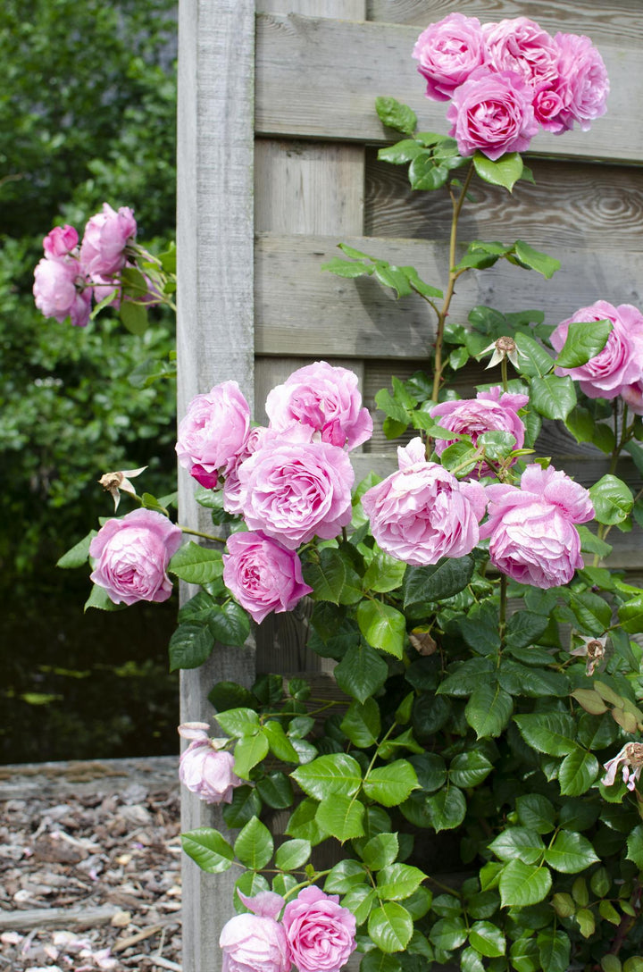 3x Rosa Crazy in Love Pink - Fragrant Pink Climbing Rose - Ø15cm - ↕65cm