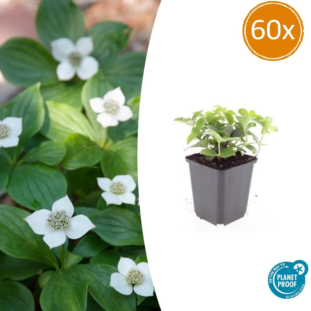 Cornus Canadensis Bunchberry Plants - White Flowering Groundcover