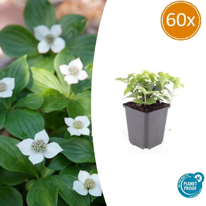 Cornus Canadensis Bunchberry Plants - White Flowering Groundcover