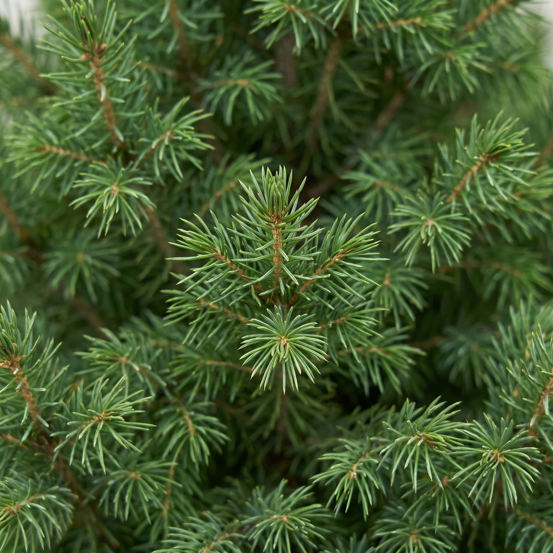 Pack of 2 potted dwarf spruce Christmas trees, 80cm in 23cm pots - view 4