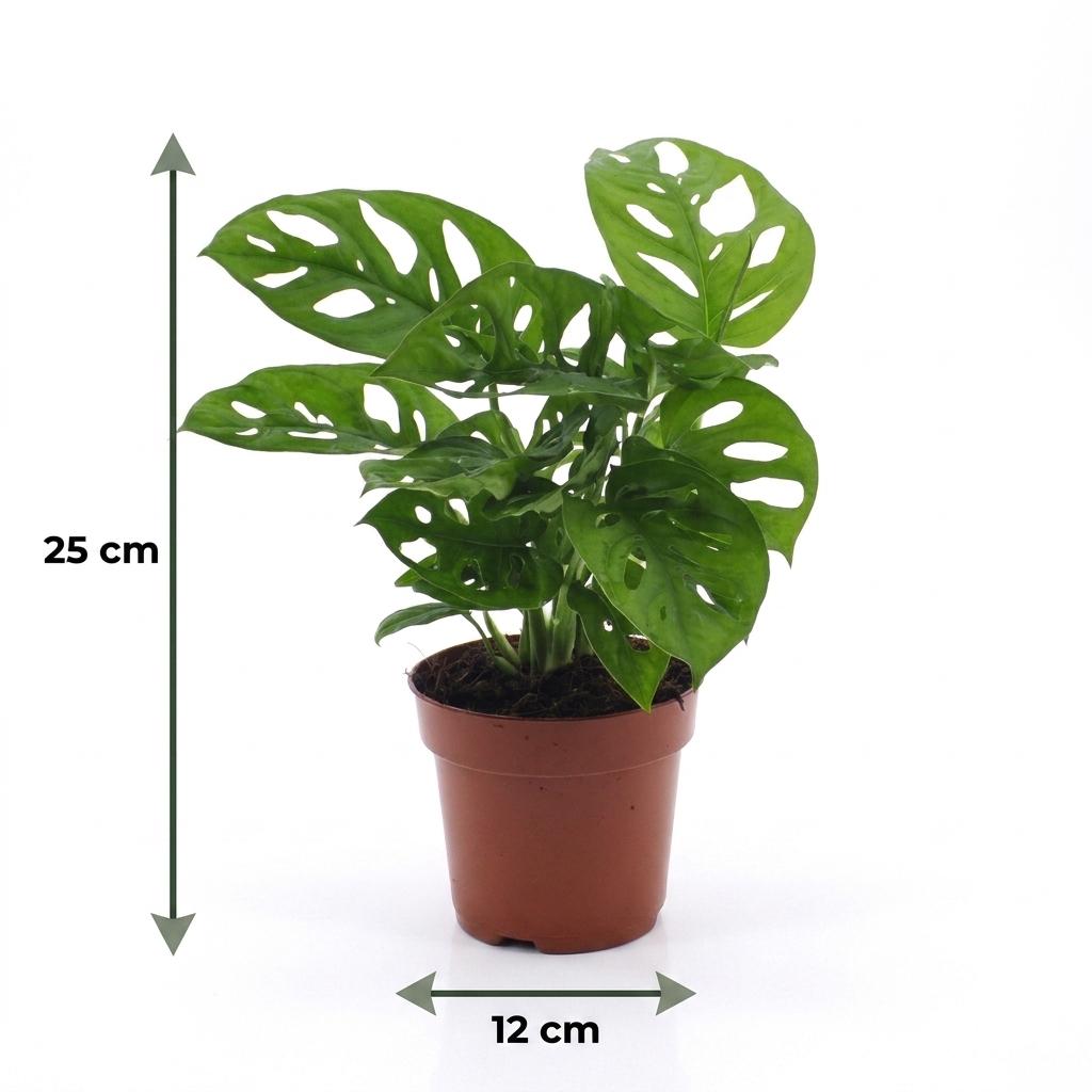 Monstera Adansonii - Monstera Adansonii - 4 Plants - Pot 12cm - Height - 25cm