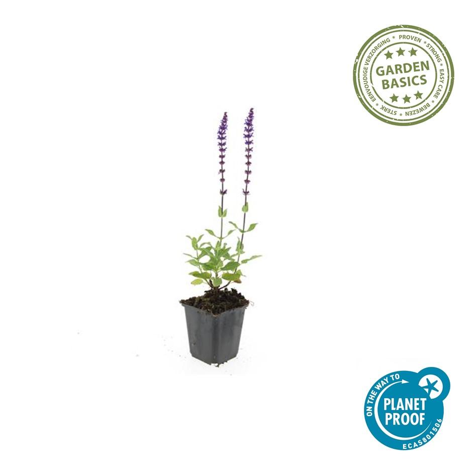 Purple Salvia Nemorosa Caradonna perennial plant in a 9cm pot by Everspring, ideal for borders and attracting butterflies.