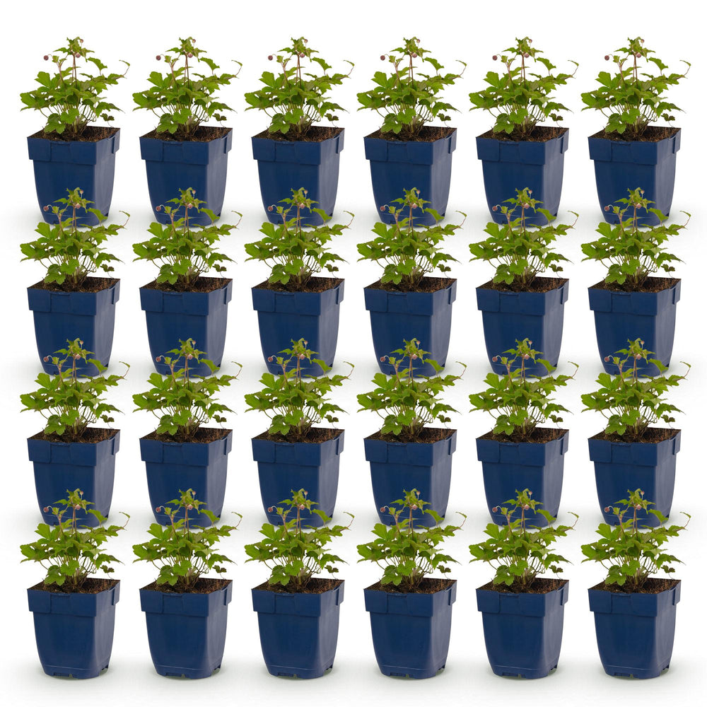24 mixed Japanese anemone plants in 11cm pots, 15-25cm tall - view 2