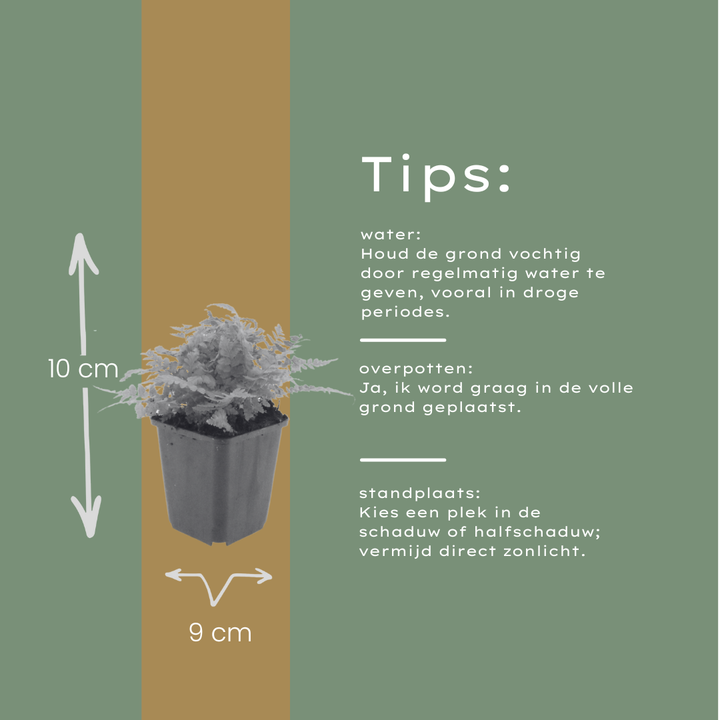 6x Dryopteris filix-mas - ↕10-25cm - Ø9cm