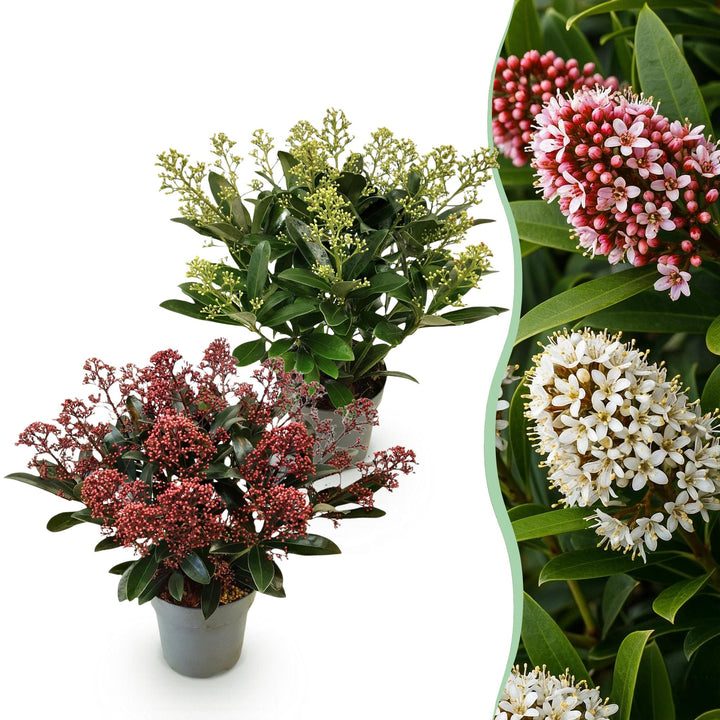 Duo of 2 Skimmia japonica 'Rubella' and 'Finchy' plants in 15cm pots, 30cm tall
