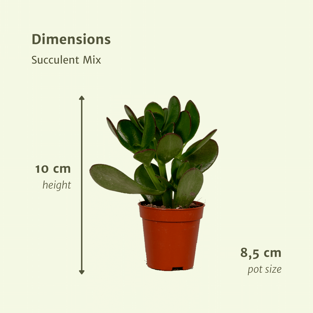 Succulenten Mix - 18 stuks - 10 cm - Ø8,5 - 18